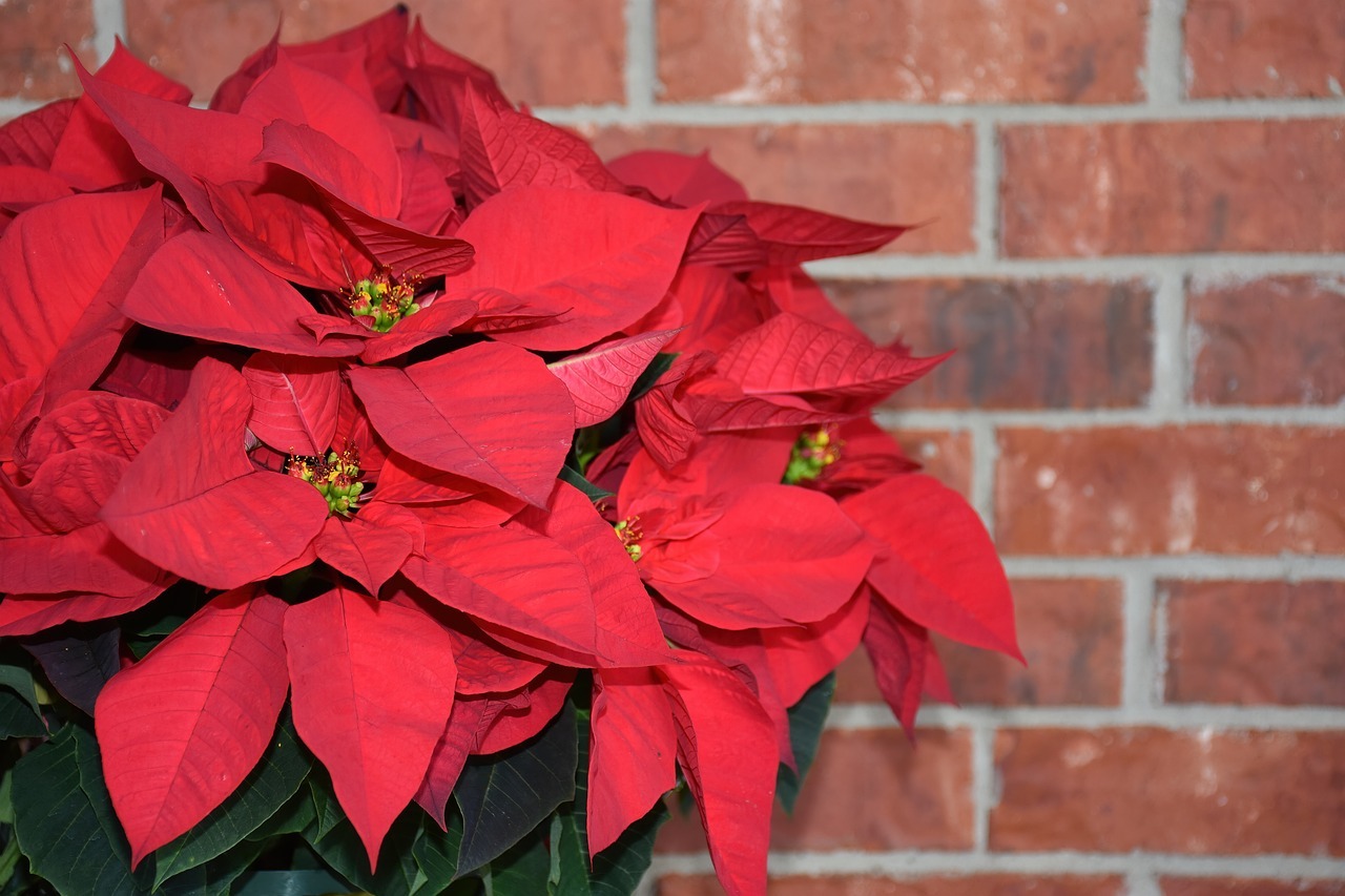 Poinsettia Étoile De Noël Tous Les Conseils Dentretien